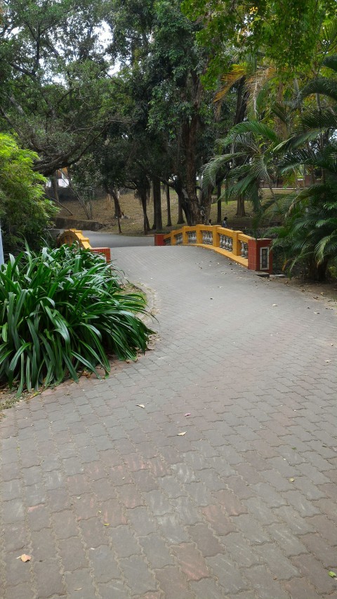 嘉義公園 散歩道