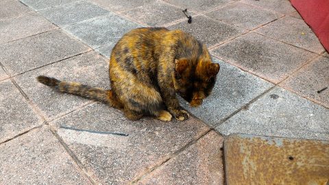 西門紅楼北側の広場で猫発見