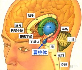 扁桃体と延髄
