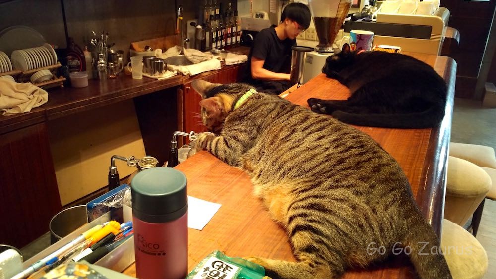 猫の居場所は店全部