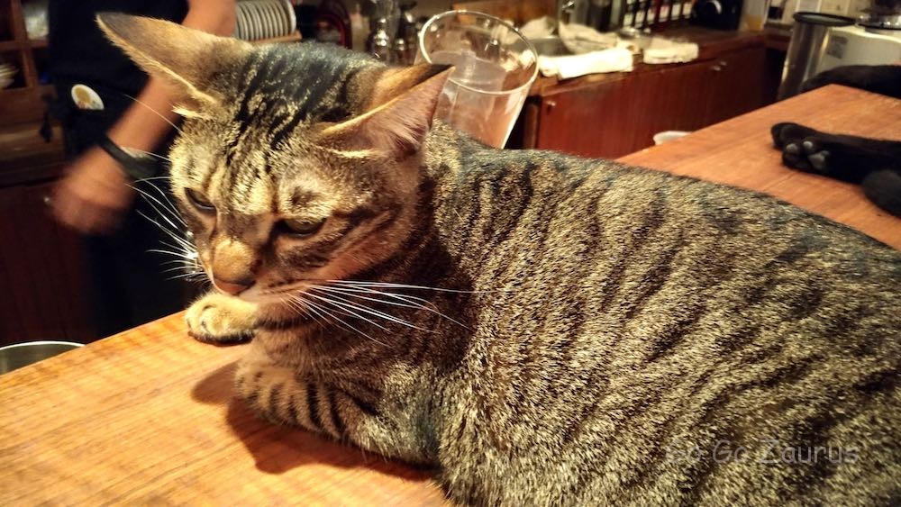 この猫はおとなしい