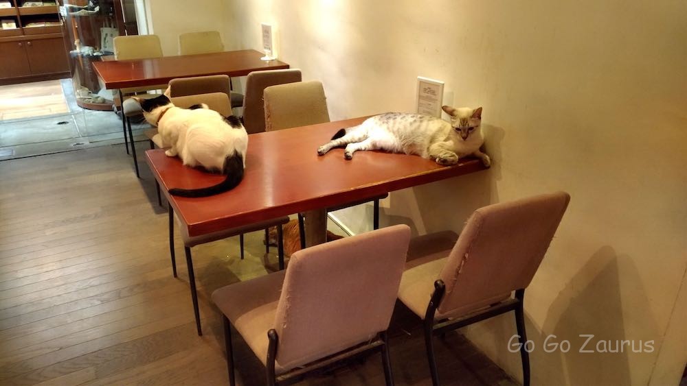 猫猫猫